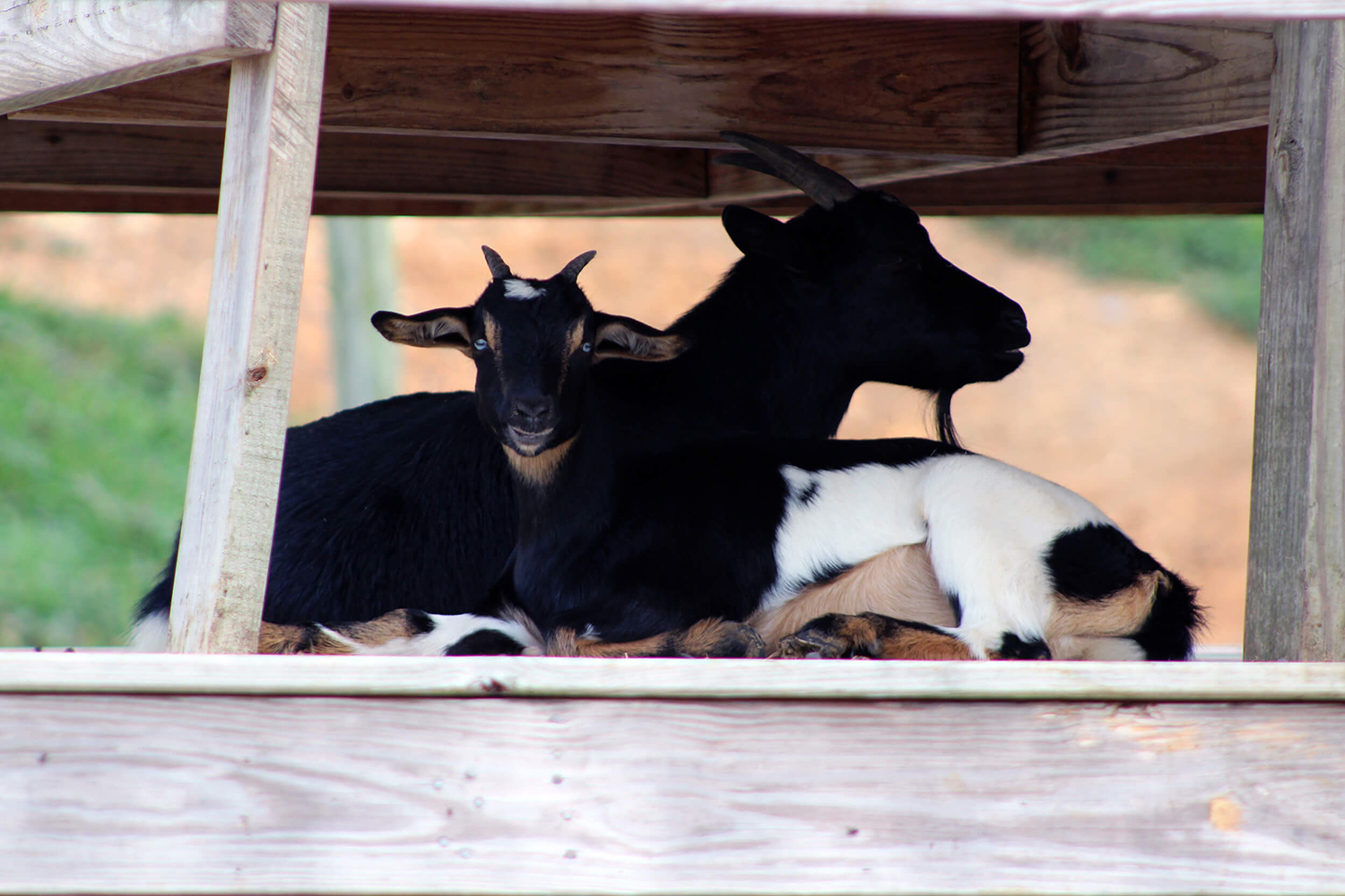 Goat Family Farm Third slide