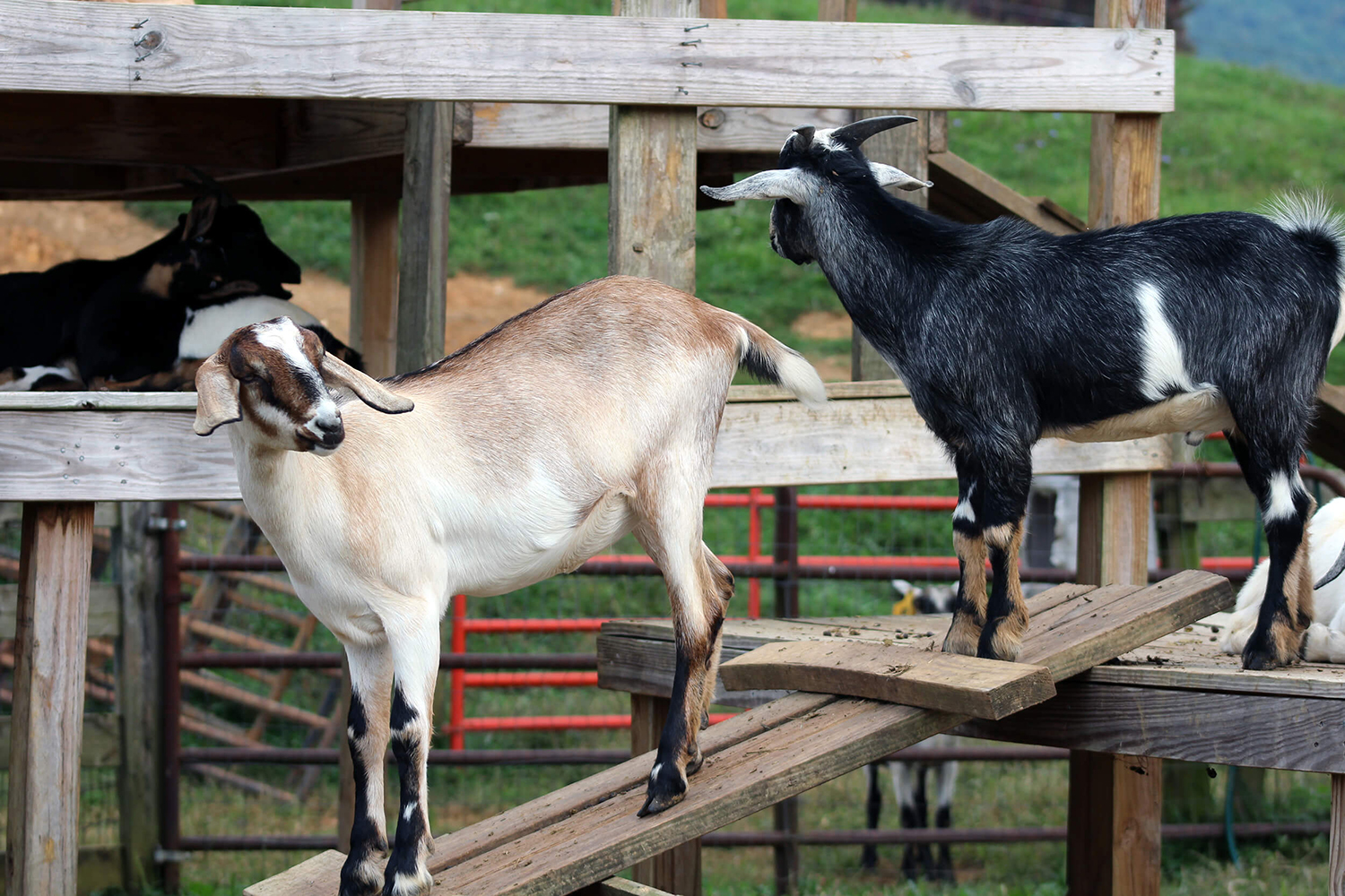 Goat Family Farm Fourth slide