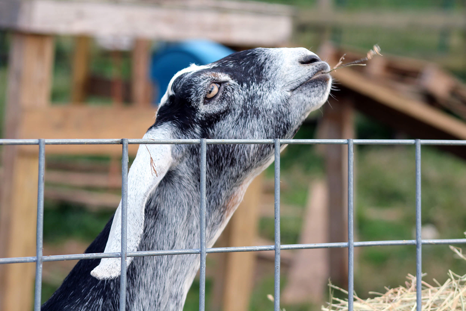 Goat Family Farm Fifth slide