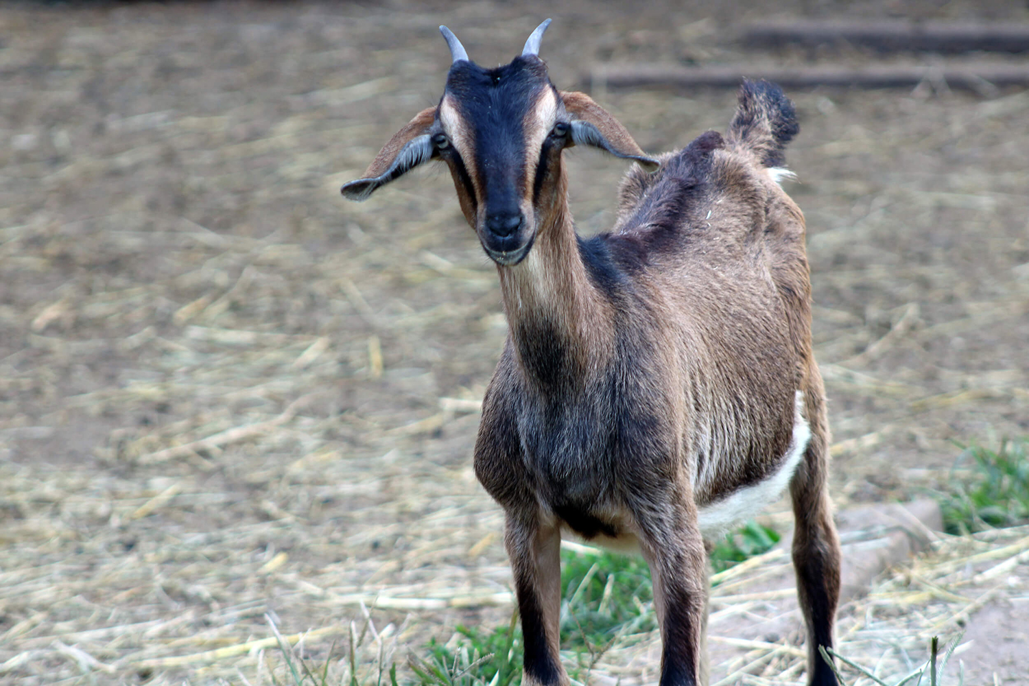Goat Family Farm Sixth slide