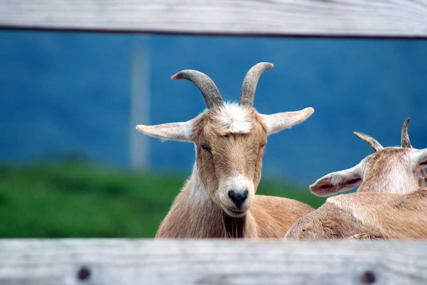 Goat Family Farm Second slide