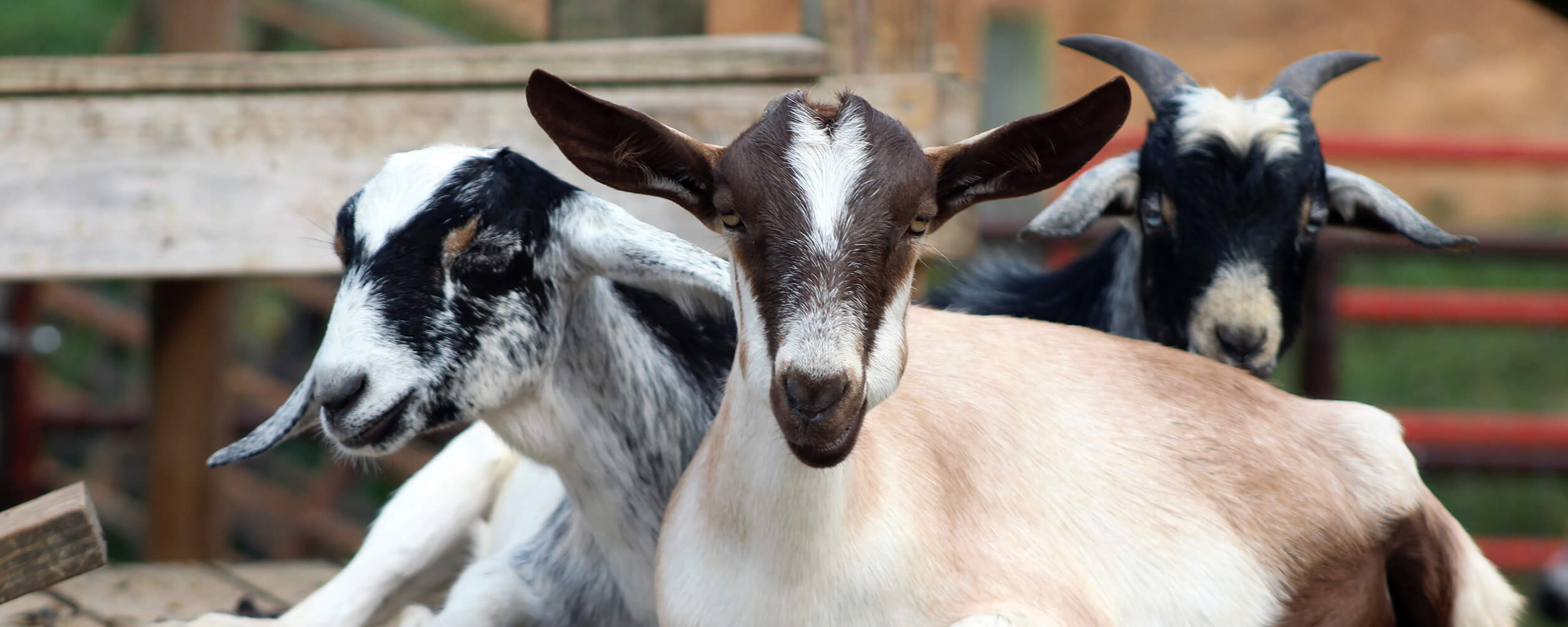 Goat Family Farm Seventh slide