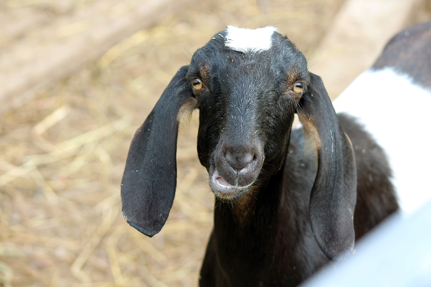 Goat Family Farm Eighth slide
