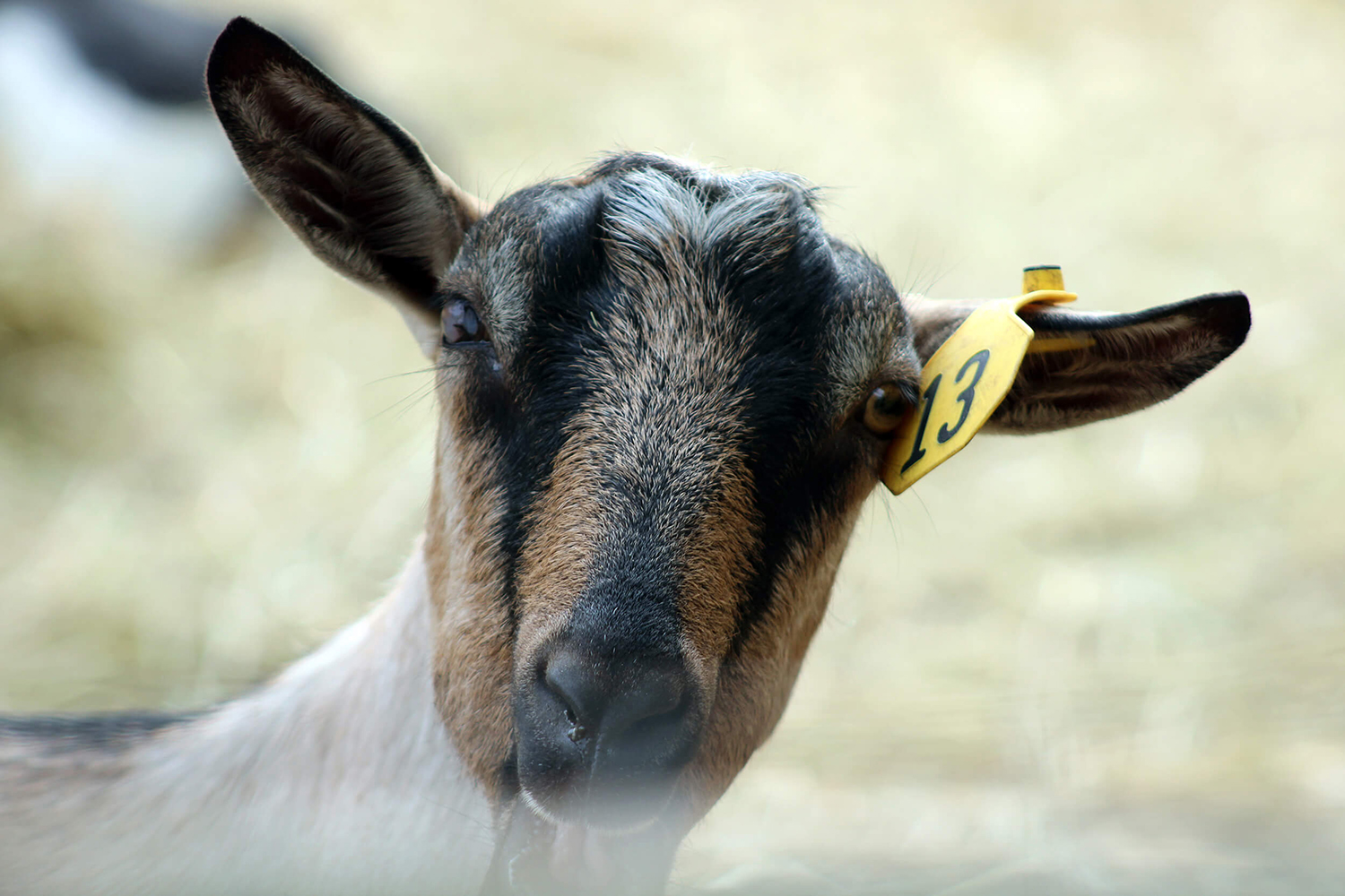 Goat Family Farm First Slide